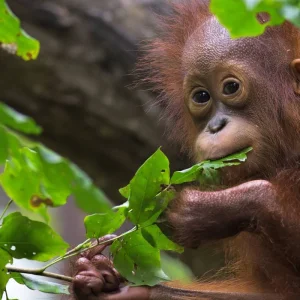 Explore Borneo Wildlife Discoverer for 15 days with Exodus Adventure Travels and discover unforgettable experiences - Photo 9