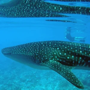 Explore Marine Wildlife of the Maldives for 7 days with Exodus Adventure Travels and discover unforgettable experiences - Photo 3