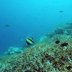 Explore Marine Wildlife of the Maldives for 7 days with Exodus Adventure Travels and discover unforgettable experiences - Photo 4