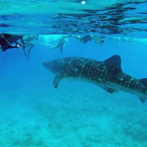 Explore Marine Wildlife of the Maldives for 7 days with Exodus Adventure Travels and discover unforgettable experiences - Photo 6