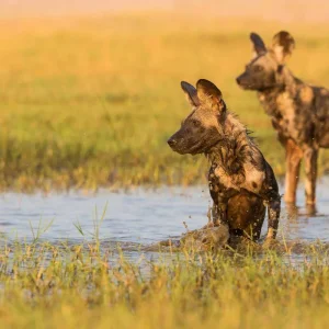 Explore Botswana & Zimbabwe Lodge Safari for 14 days with Exodus Adventure Travels and discover unforgettable experiences - Photo 4