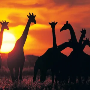 Explore Botswana & Zimbabwe Lodge Safari for 14 days with Exodus Adventure Travels and discover unforgettable experiences - Photo 6
