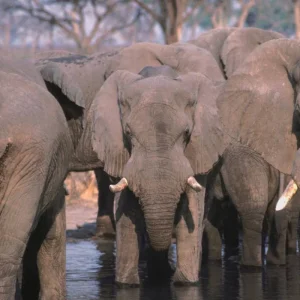 Explore Botswana & Zimbabwe Lodge Safari for 14 days with Exodus Adventure Travels and discover unforgettable experiences - Photo 7