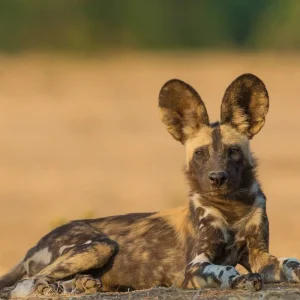 Explore Botswana & Zimbabwe Lodge Safari for 14 days with Exodus Adventure Travels and discover unforgettable experiences - Photo 8