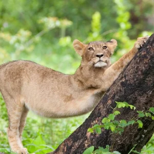 Explore Botswana & Zimbabwe Lodge Safari for 14 days with Exodus Adventure Travels and discover unforgettable experiences - Photo 10