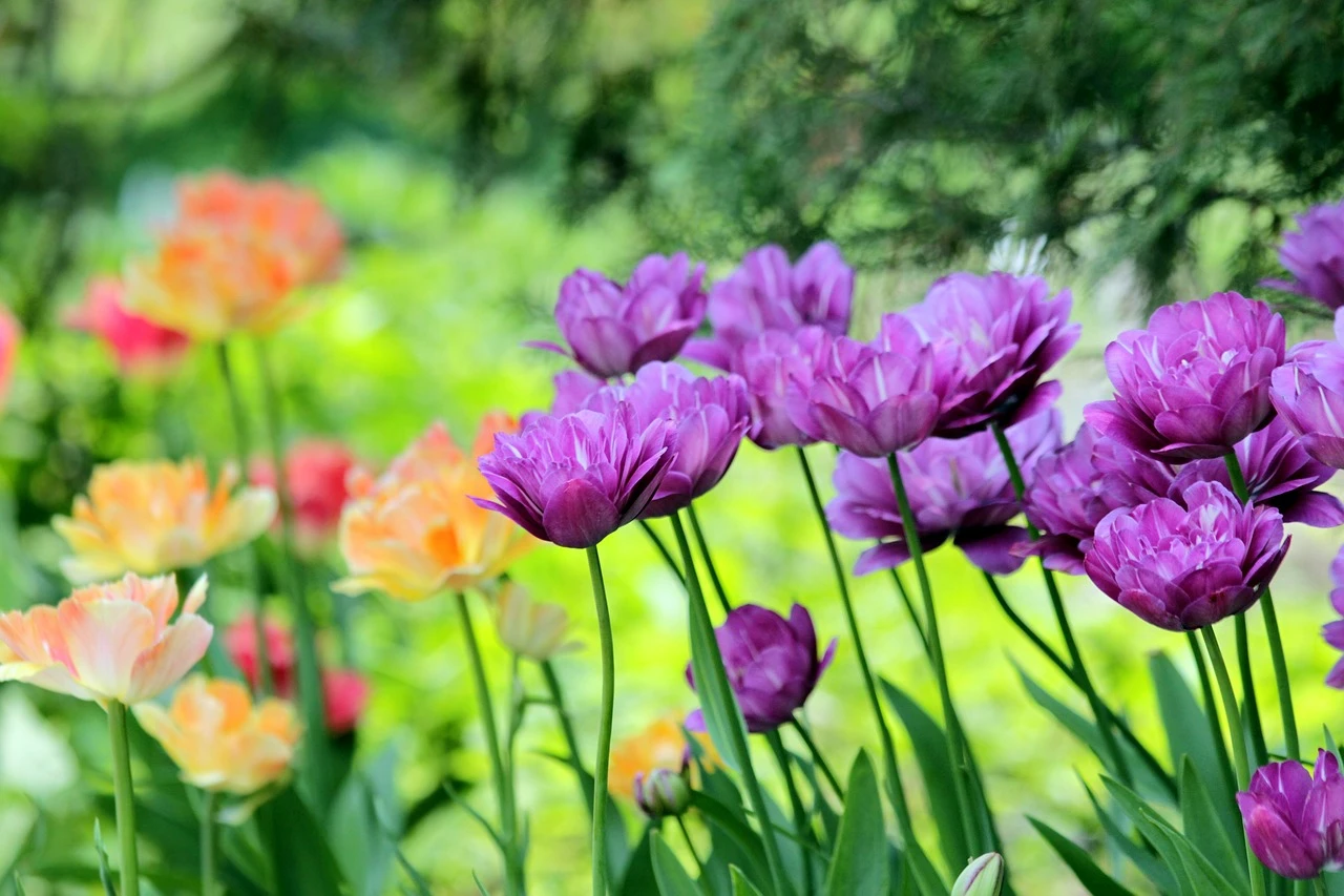 Read Flowers for Abu Dhabi published on August 12, 2024 for the latest updates on travel and news - photo 1