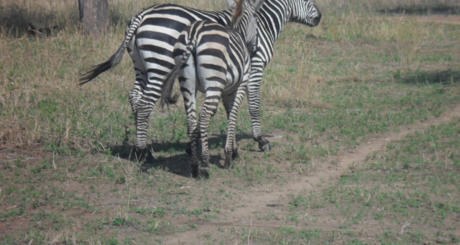 Explore 5 Days, Budget Group Camping with 2 night in Serengeti Safari in Tanzania for 5 days with  Travel Africa Safari Agency and discover unforgettable experiences - Photo 2