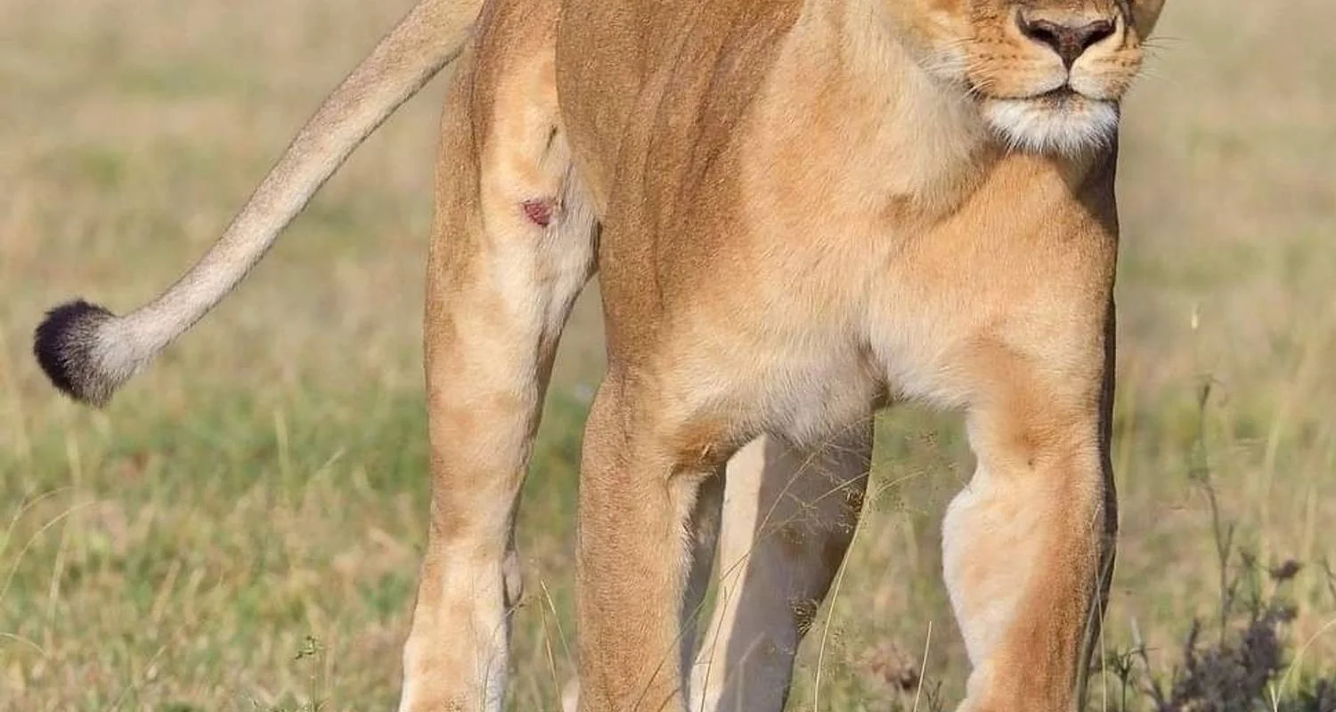 Explore Lake Manyara National Park Full-Day Tour from Arusha for 1 days with  Travel Africa Safari Agency and discover unforgettable experiences - Photo 2