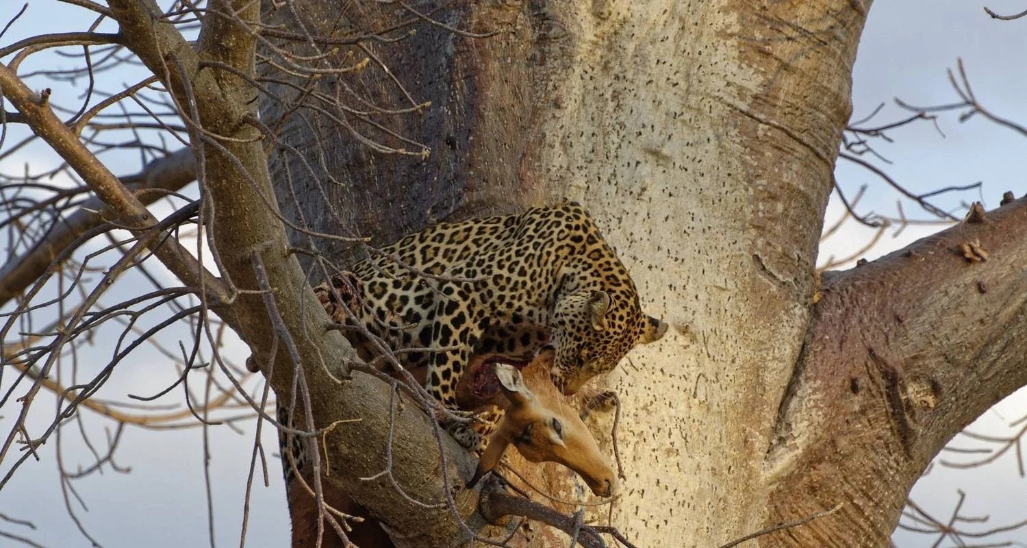 Explore 5-Day Tanzania Luxury Safari with Balloon in Serengeti for 5 days with  Travel Africa Safari Agency and discover unforgettable experiences - Photo 2