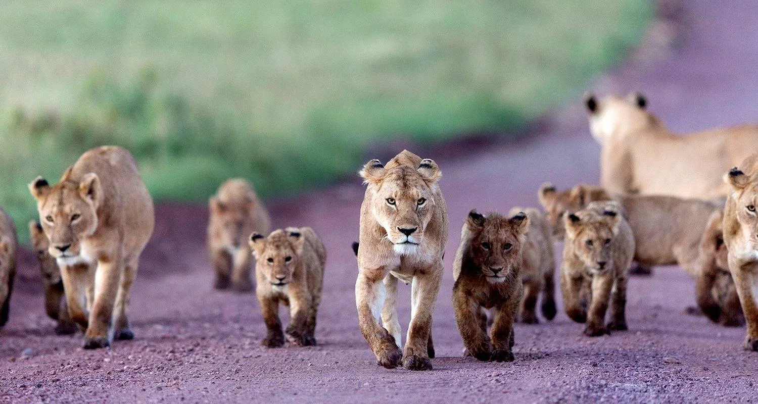 Explore Full-Day Trip to Ngorongoro Crater From Arusha Town for 1 days with  Travel Africa Safari Agency and discover unforgettable experiences - Photo 2