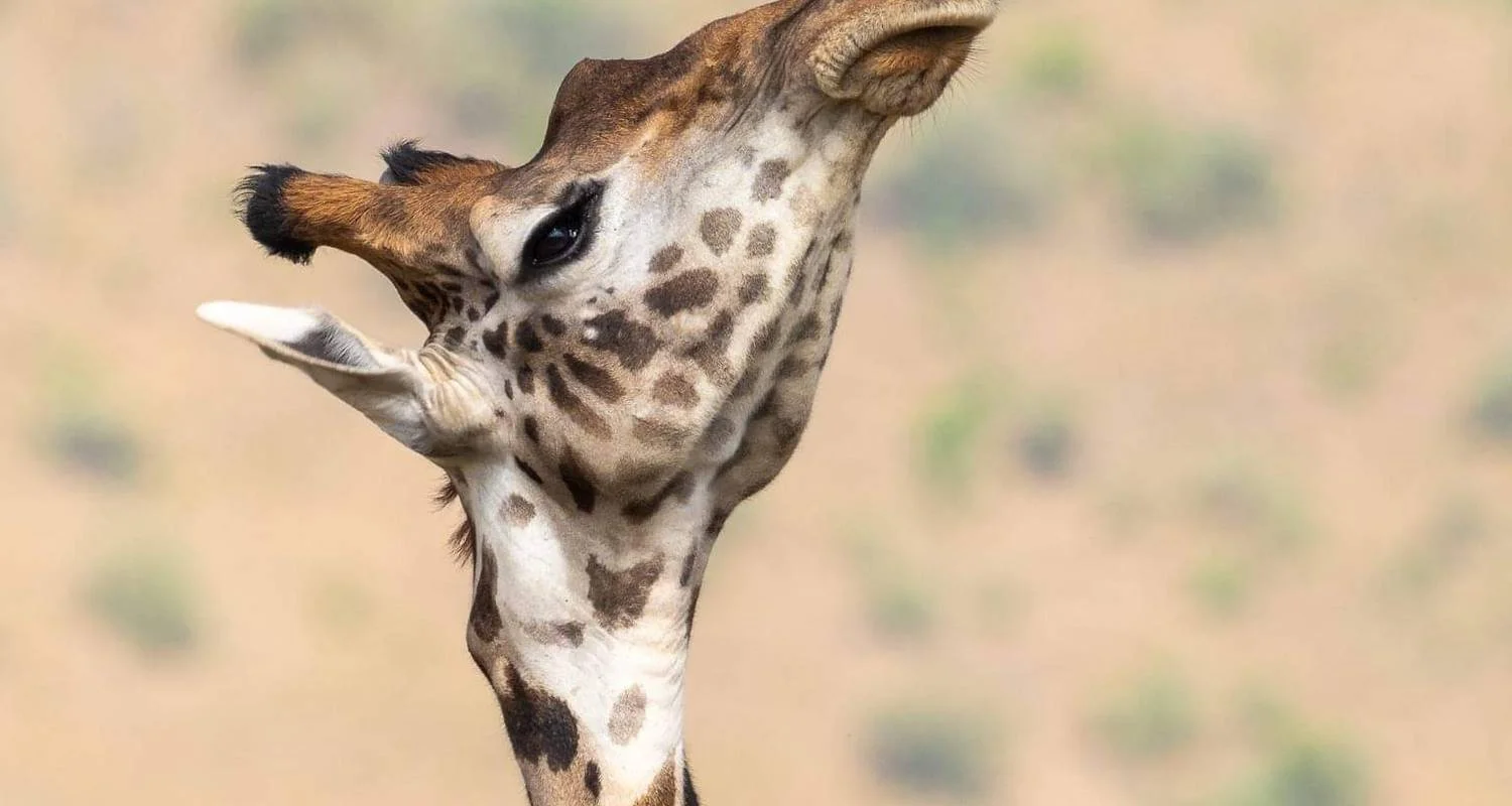 Explore Full Day Tour  to Tarangire National Park for 1 days with  Travel Africa Safari Agency and discover unforgettable experiences - Photo 2