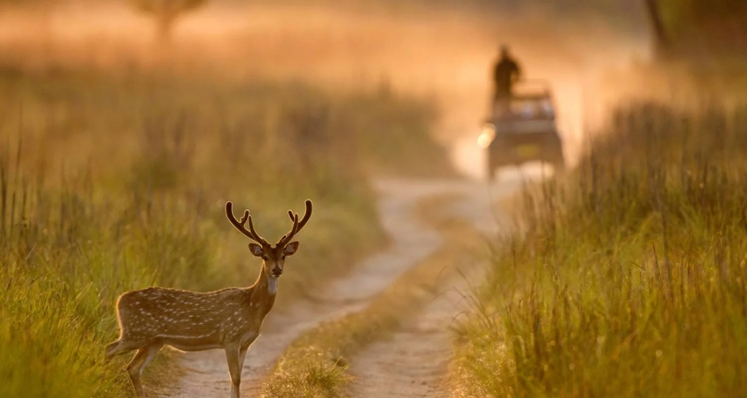 Explore 2 Days Jim Corbett Tiger Safari From Delhi for 2 days with  Taj Voyages Tours  and discover unforgettable experiences - Photo 2