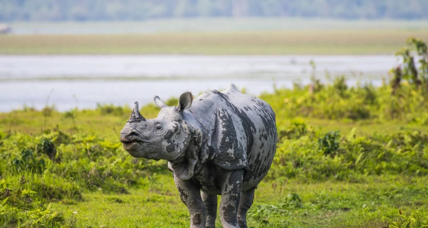 Explore From Kochi: 3-Day Periyar Wildlife Sanctuary Tour! for 3 days with  Taj Voyages Tours  and discover unforgettable experiences - Photo 2