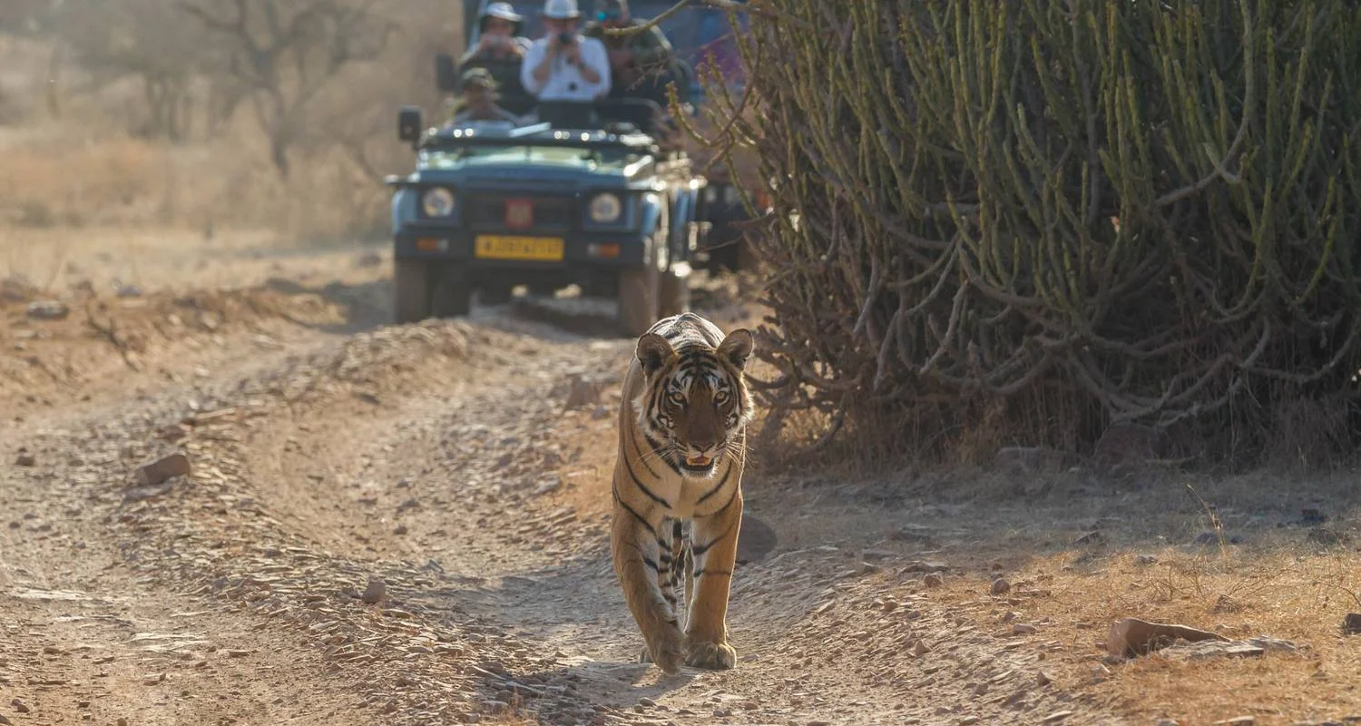 Explore Delhi Agra Jaipur Tour With Tigers Jungle Safari for 6 days with  Taj Voyages Tours  and discover unforgettable experiences - Photo 2