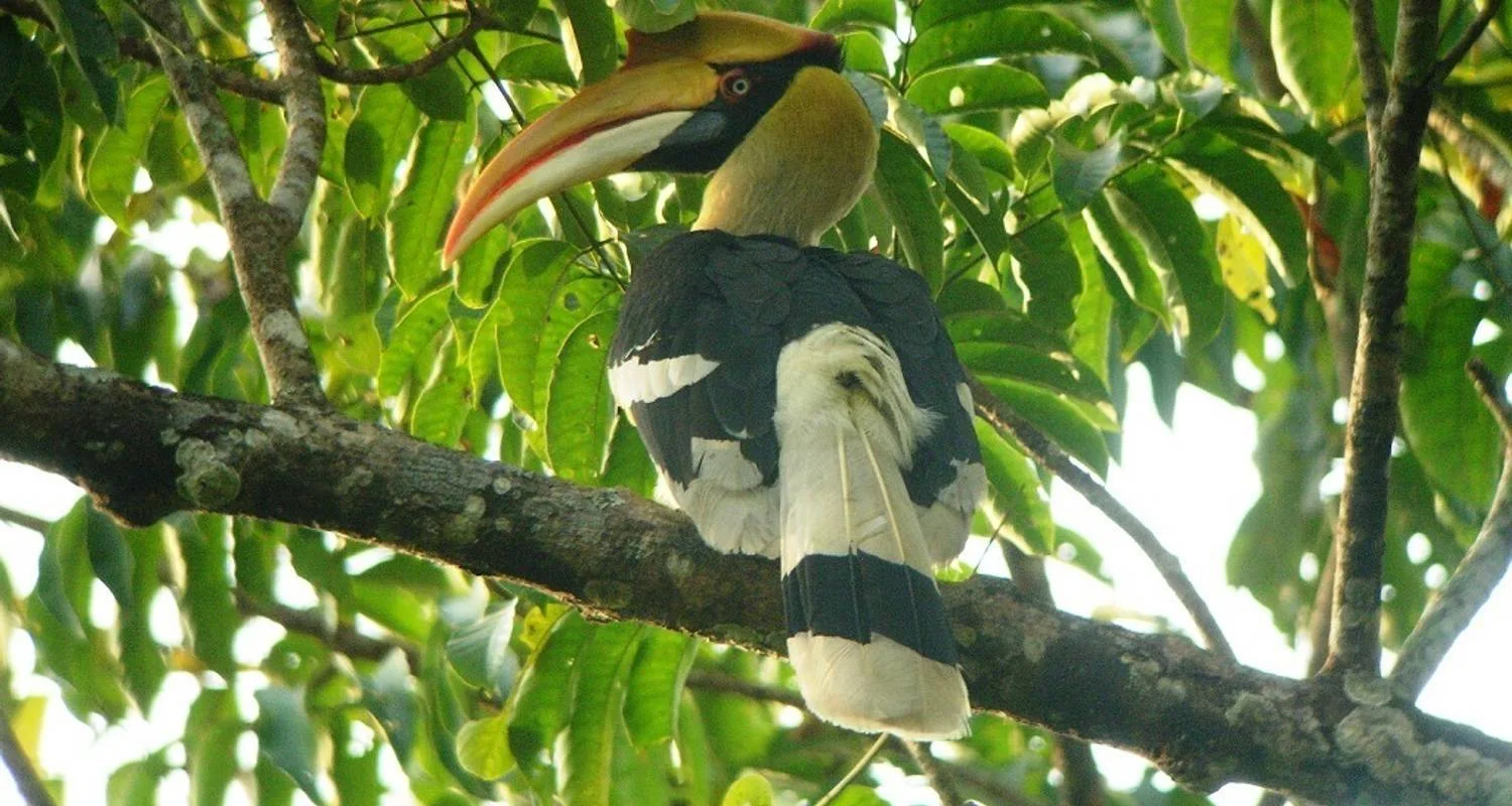 Explore Jim Corbett Tiger Safari Tour with Accommodations!! for 4 days with  Taj Voyages Tours  and discover unforgettable experiences - Photo 2