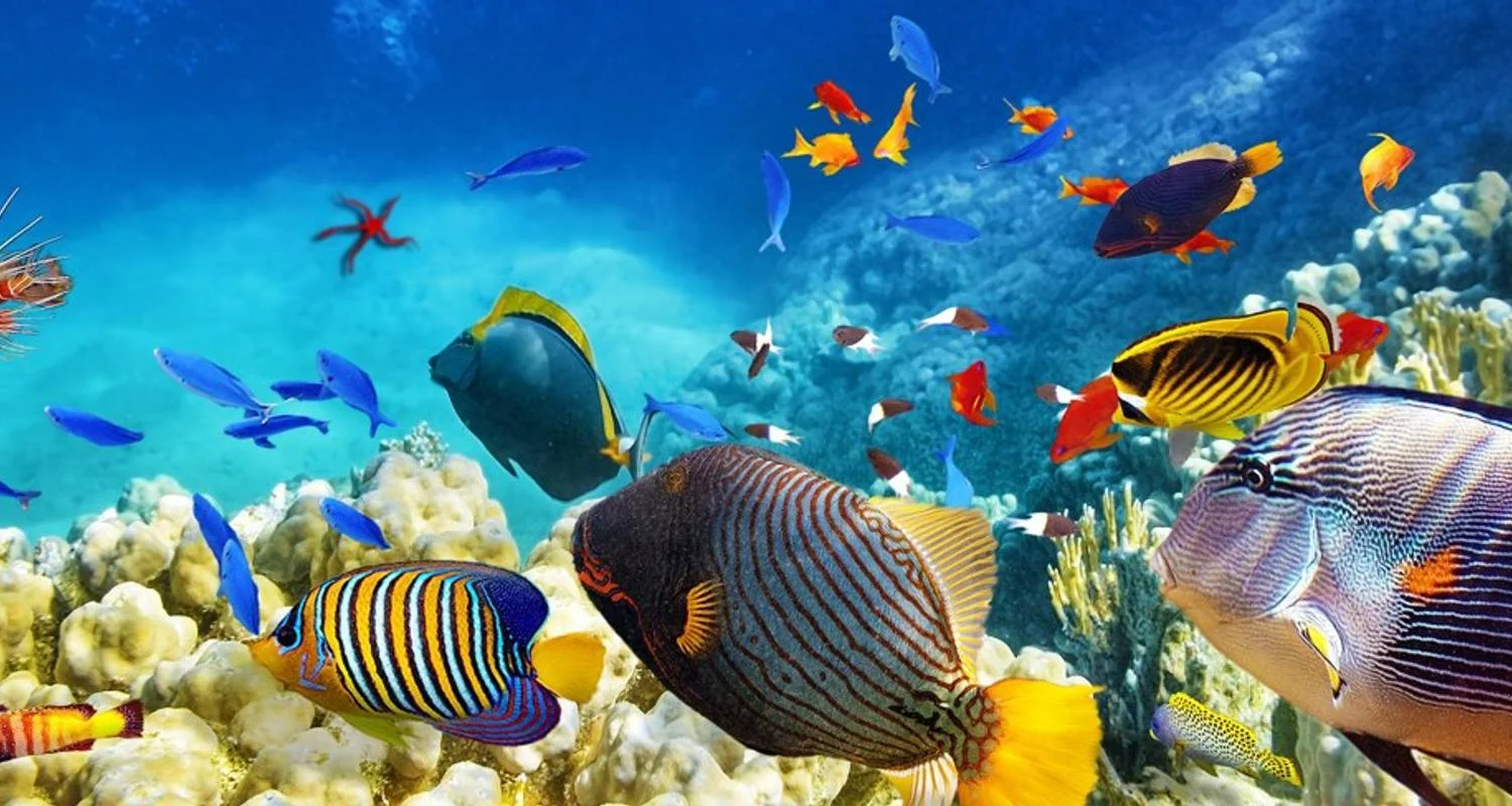 Explore Tropical Queensland (With Internal Air, Start Cairns To Gold Coast, Intra Tour Air Tax Tropical Queensland Cairns To G) for 10 days with AAT Kings and discover unforgettable experiences - Photo 2