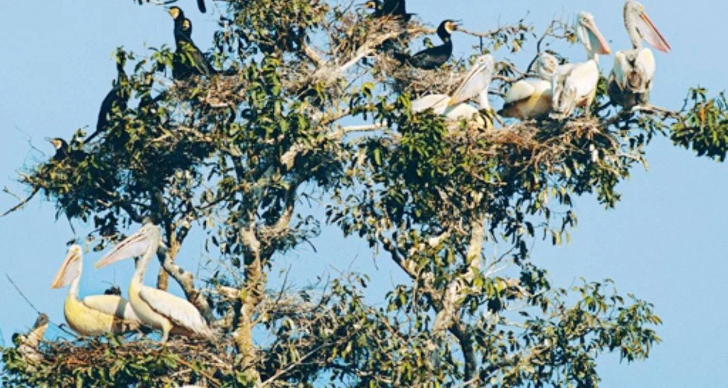 Explore Prek Toal Birds Sanctuary and Tonle Sap Lake floating Village Private Boat  Tour for 1 days with About Cambodia Travel & Tours and discover unforgettable experiences - Photo 2