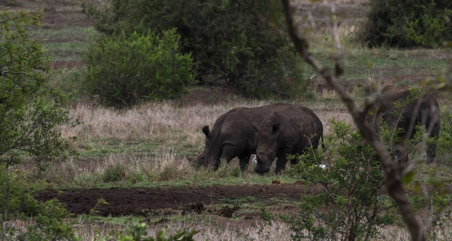 Explore Maasai and Migration for 11 days with Absolute Africa and discover unforgettable experiences - Photo 2