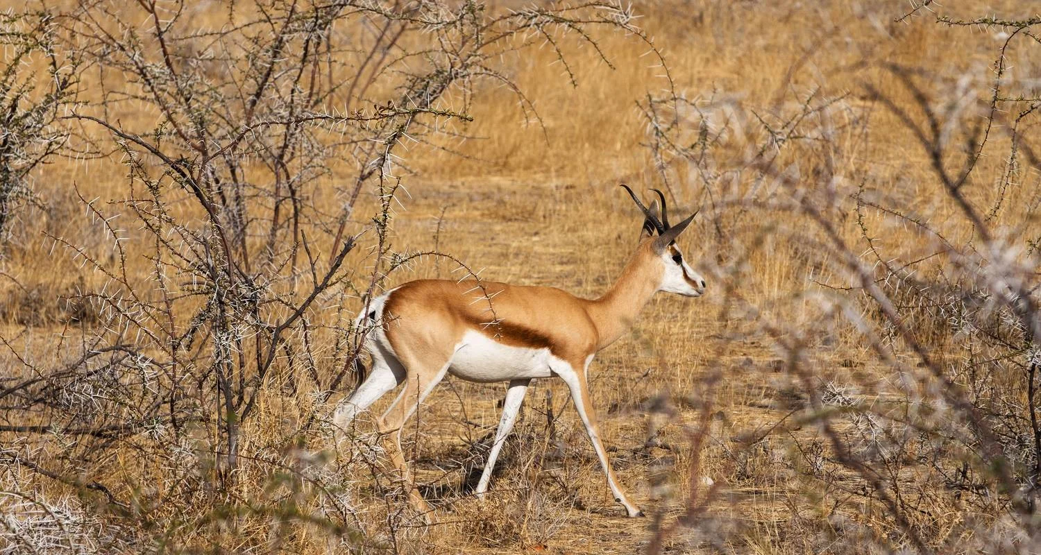 Explore The Big Six for 54 days with Absolute Africa and discover unforgettable experiences - Photo 2