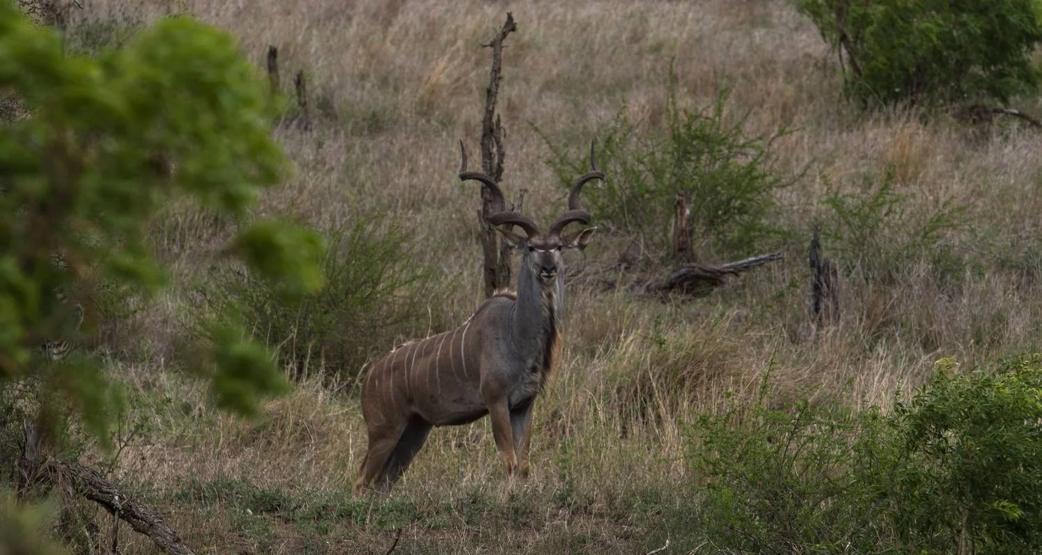 Explore The Southern Cross for 37 days with Absolute Africa and discover unforgettable experiences - Photo 2
