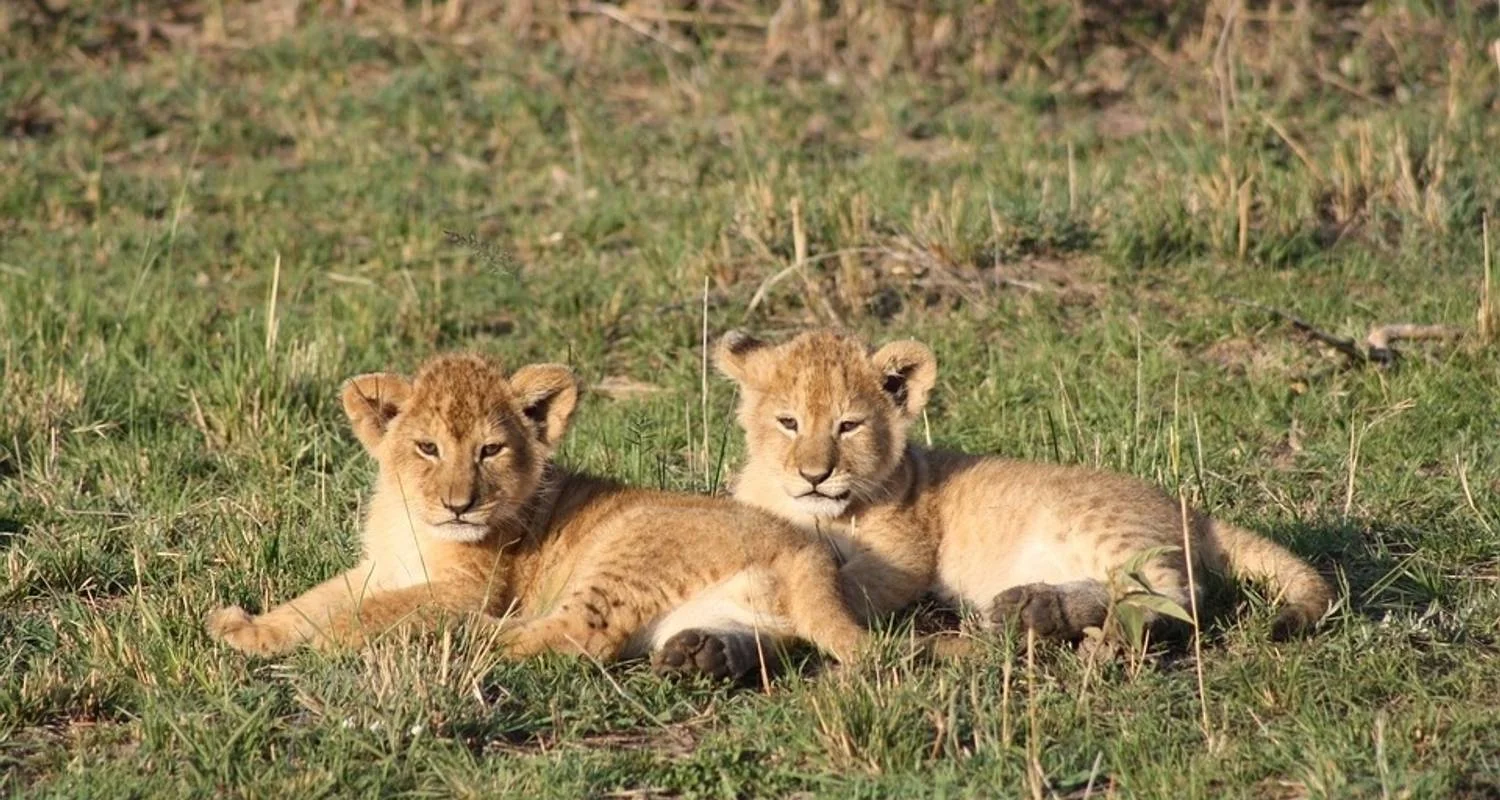 Explore Wild Wildebeest for 11 days with Absolute Africa and discover unforgettable experiences - Photo 2