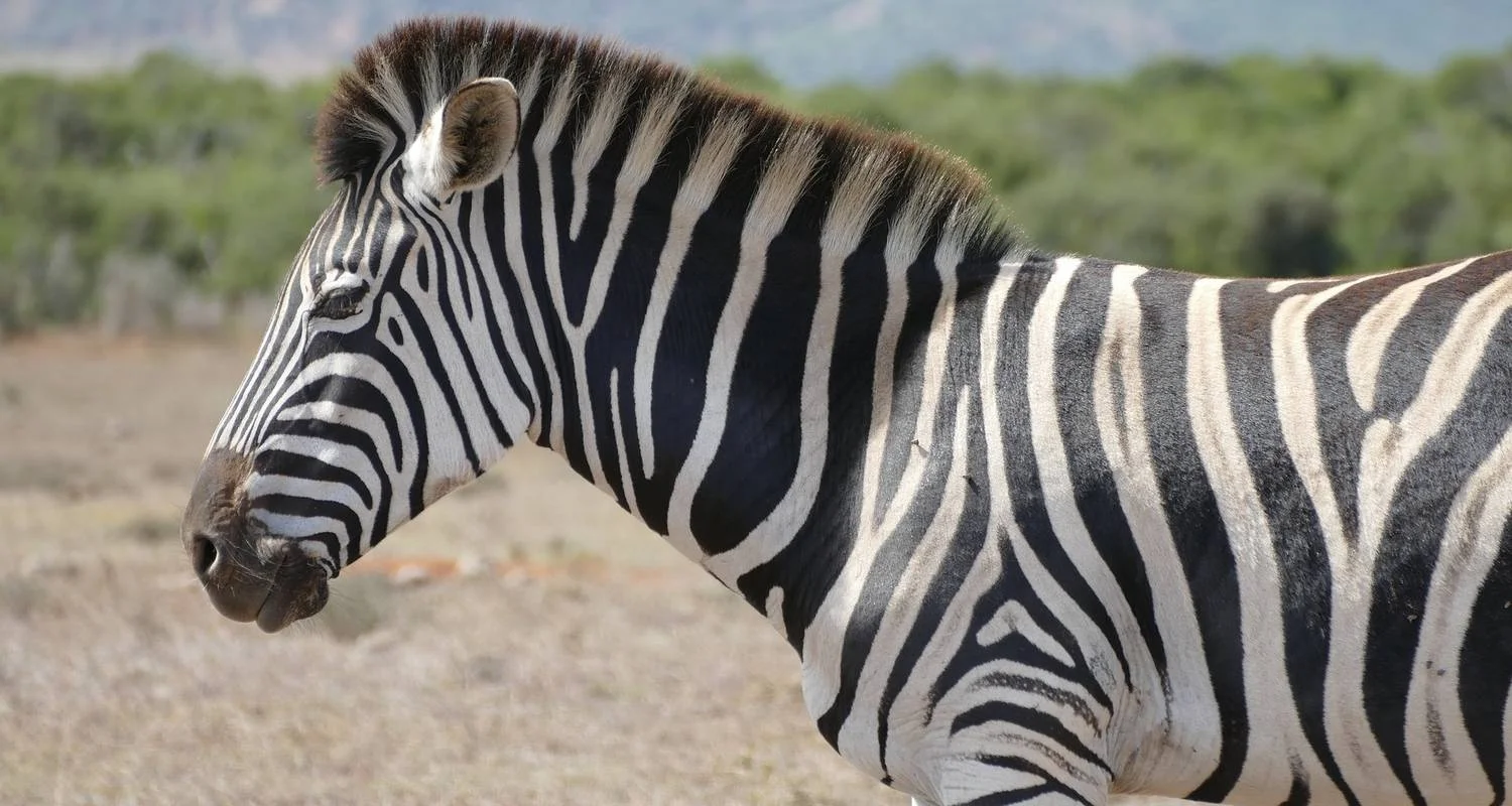 Explore The Garden Route for 15 days with Absolute Africa and discover unforgettable experiences - Photo 2