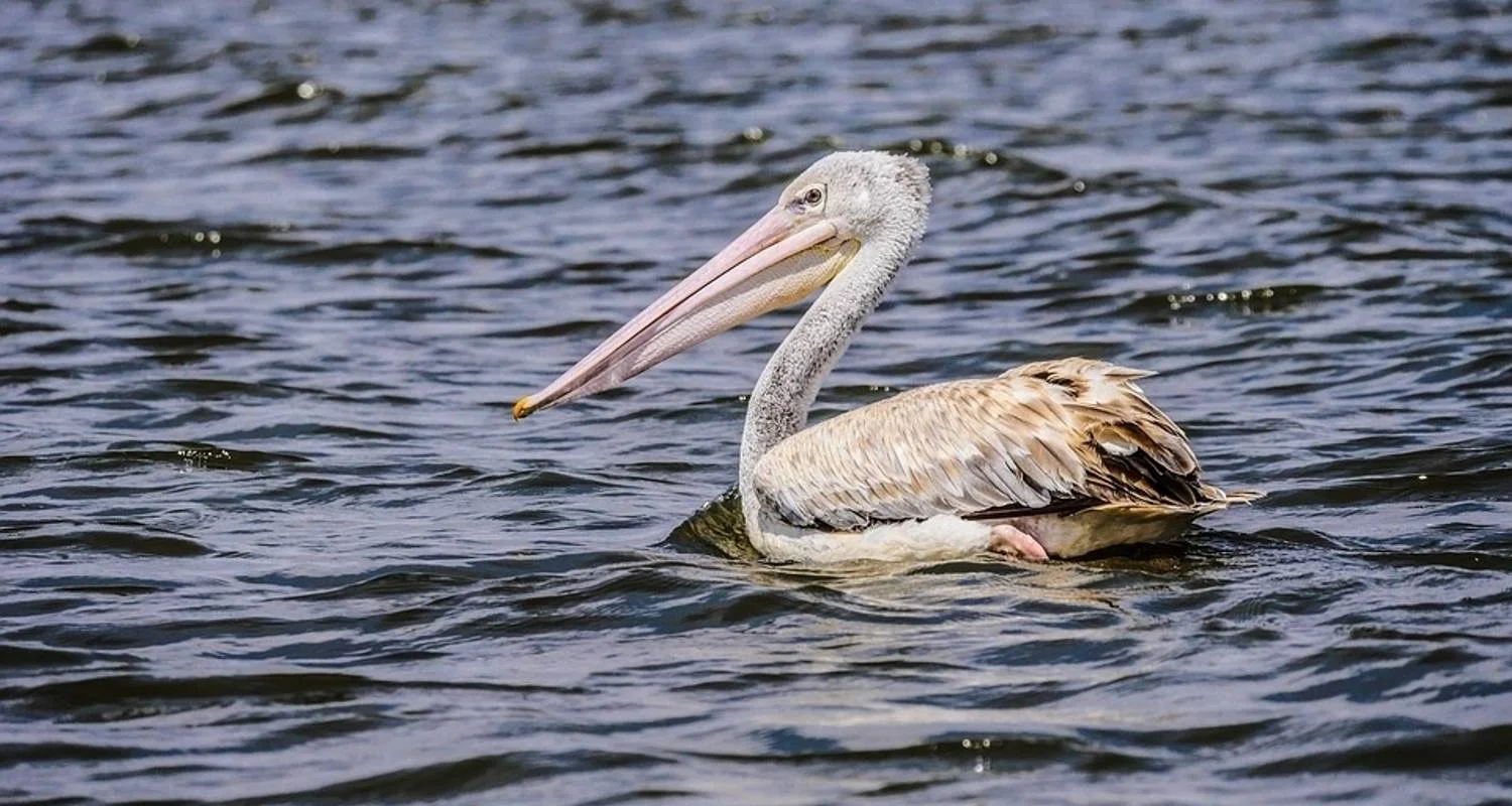 Explore Short safari in Kenya, with game drives in the Masai Mara for 6 days with Absolute Africa and discover unforgettable experiences - Photo 2