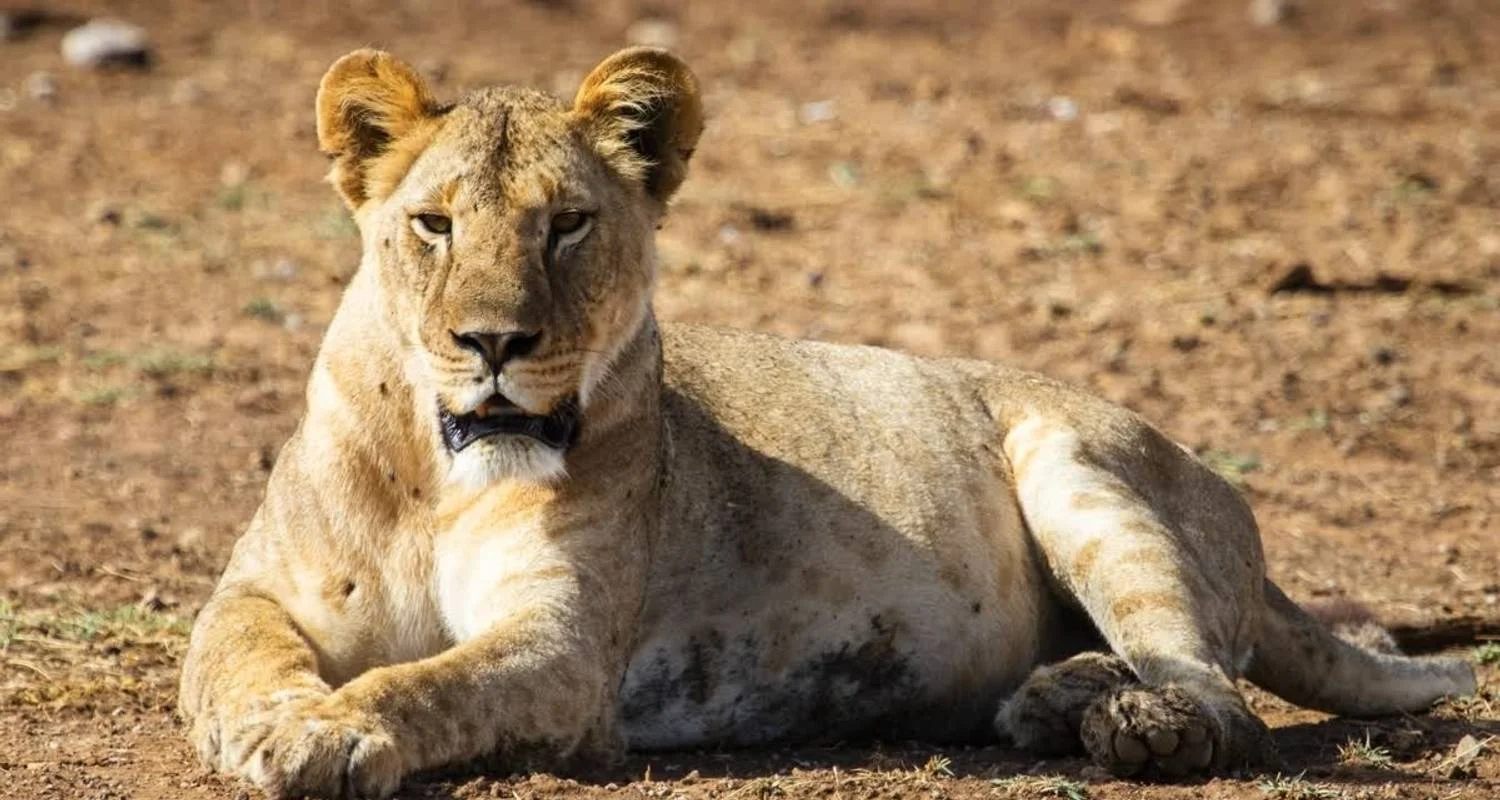 Explore Kili Trek and Safari for 13 days with Absolute Africa and discover unforgettable experiences - Photo 2