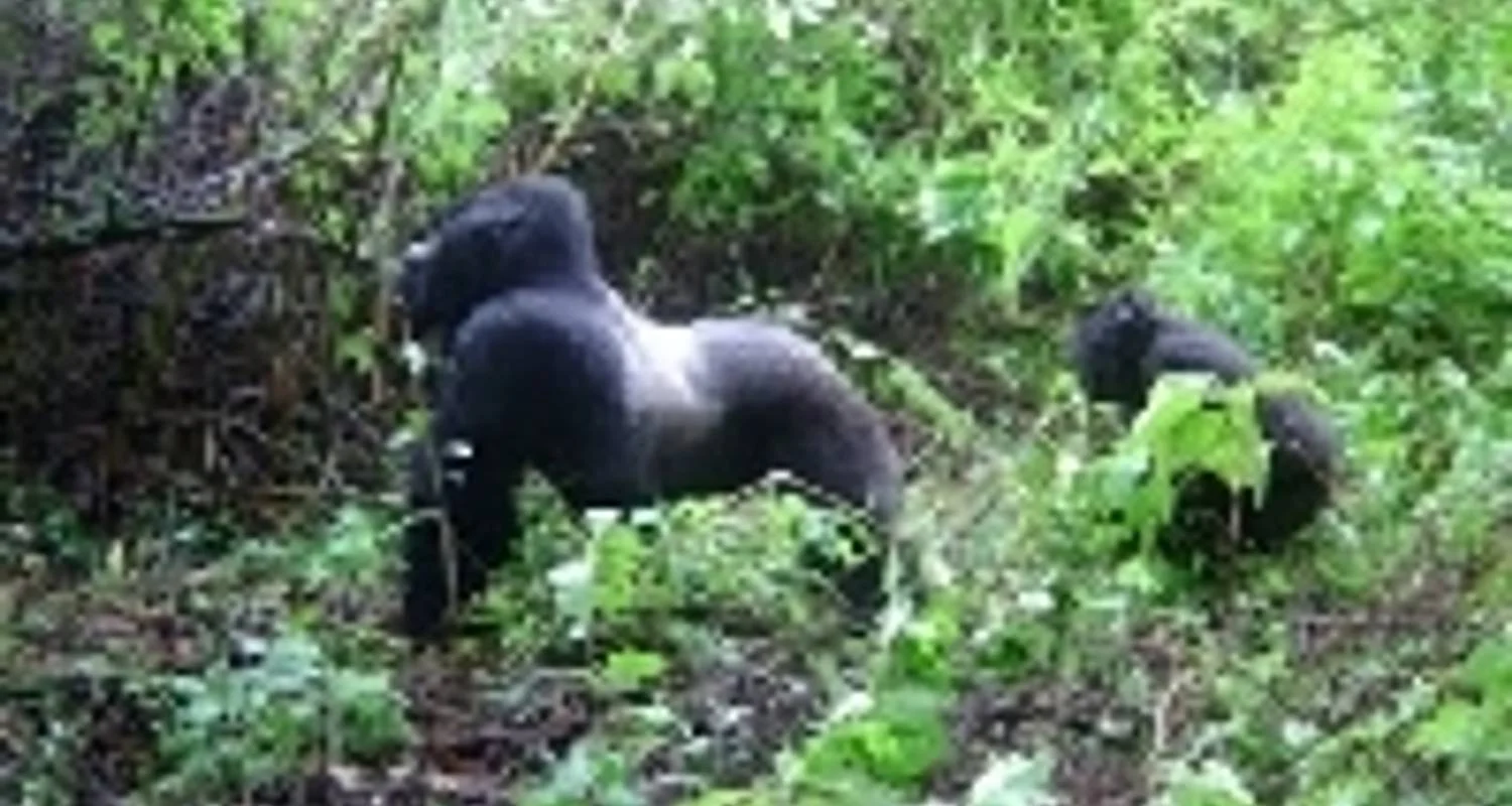 Explore Wildlife Encounter (Reverse) for 13 days with Absolute Africa and discover unforgettable experiences - Photo 2