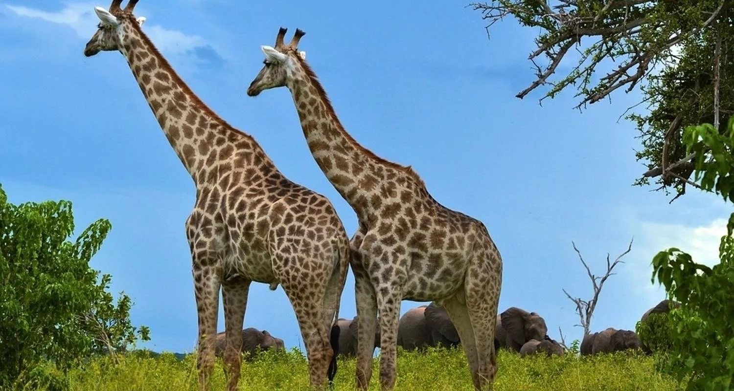 Explore 4-day Kruger Safari (Accommodated) for 4 days with Acacia Adventure Holidays and discover unforgettable experiences - Photo 2