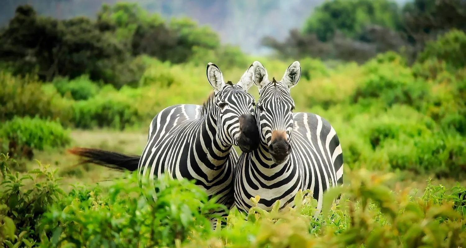 Explore 19-day Victoria Falls to Cape Town (Camping) for 19 days with Acacia Adventure Holidays and discover unforgettable experiences - Photo 2