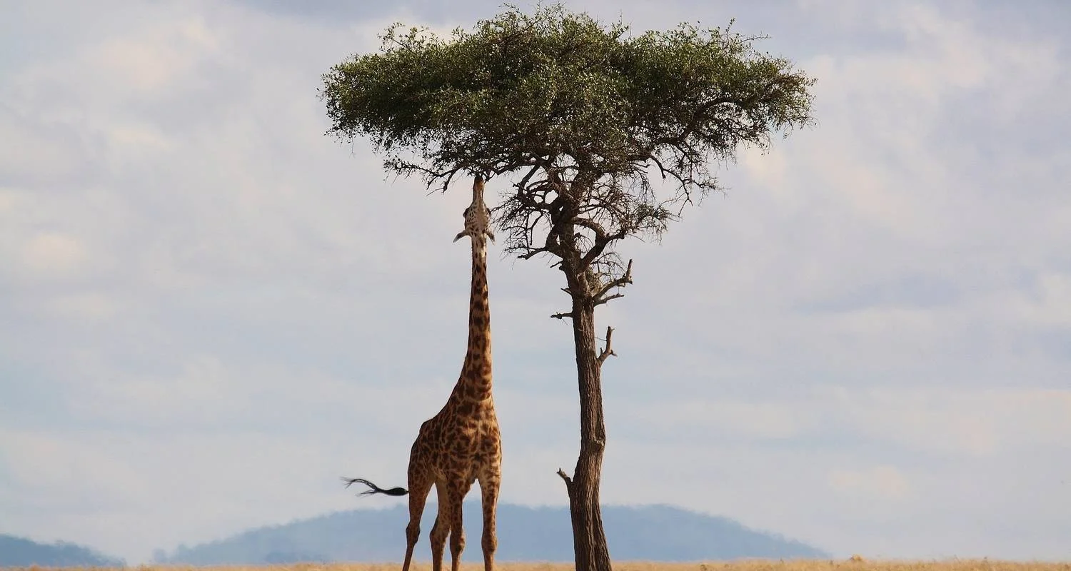 Explore 25-day Cape Town to Victoria Falls & Kruger (Camping) for 25 days with Acacia Adventure Holidays and discover unforgettable experiences - Photo 2