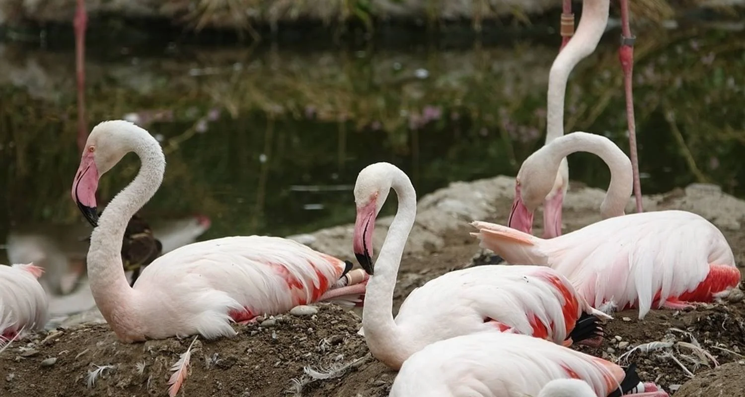 Explore 12-day Okavango Delta & Etosha Express (Accommodated) for 12 days with Acacia Adventure Holidays and discover unforgettable experiences - Photo 2