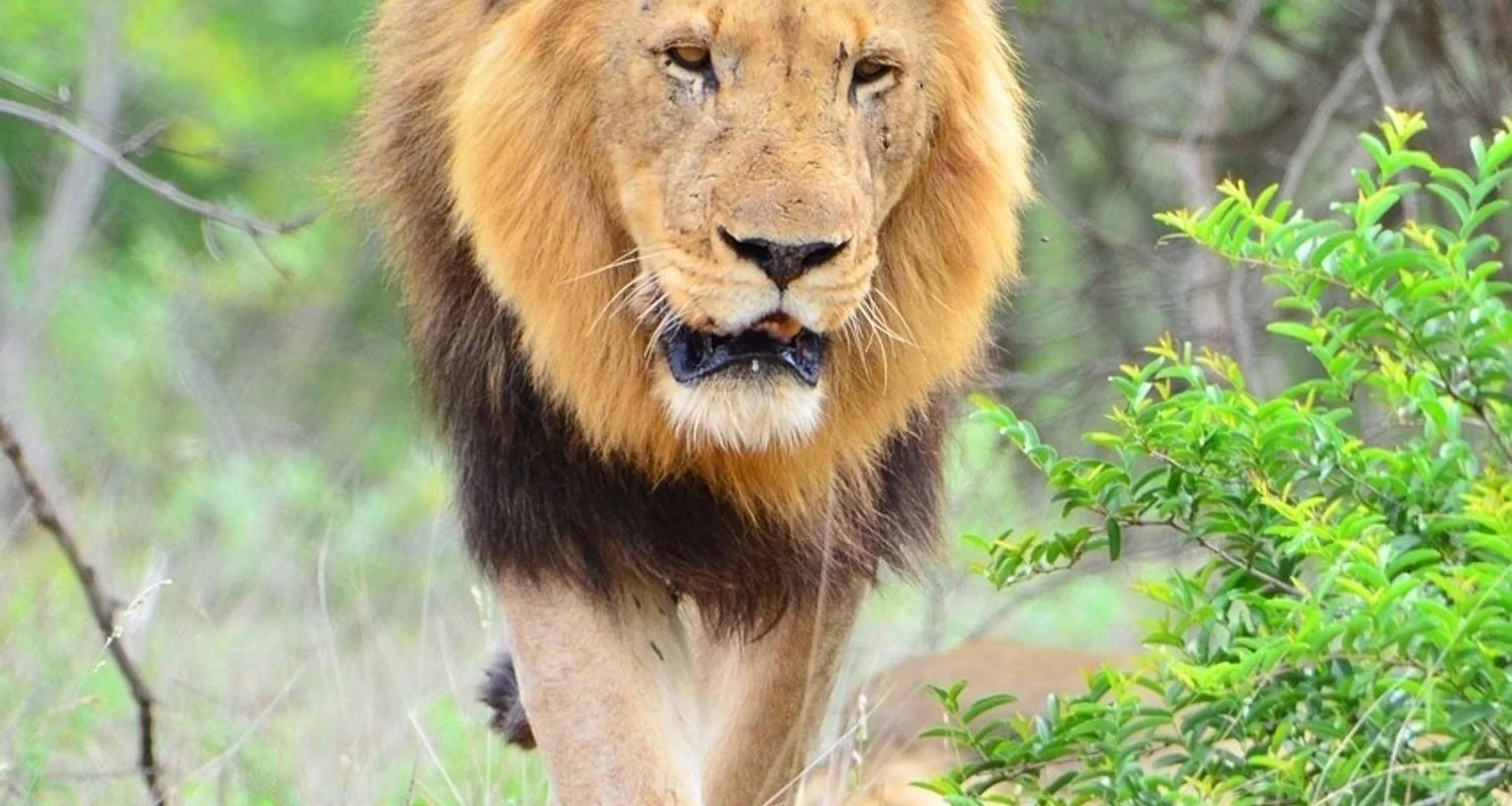 Explore 4-day Kruger Wildlife Adventure (Accommodated) for 4 days with Acacia Adventure Holidays and discover unforgettable experiences - Photo 2