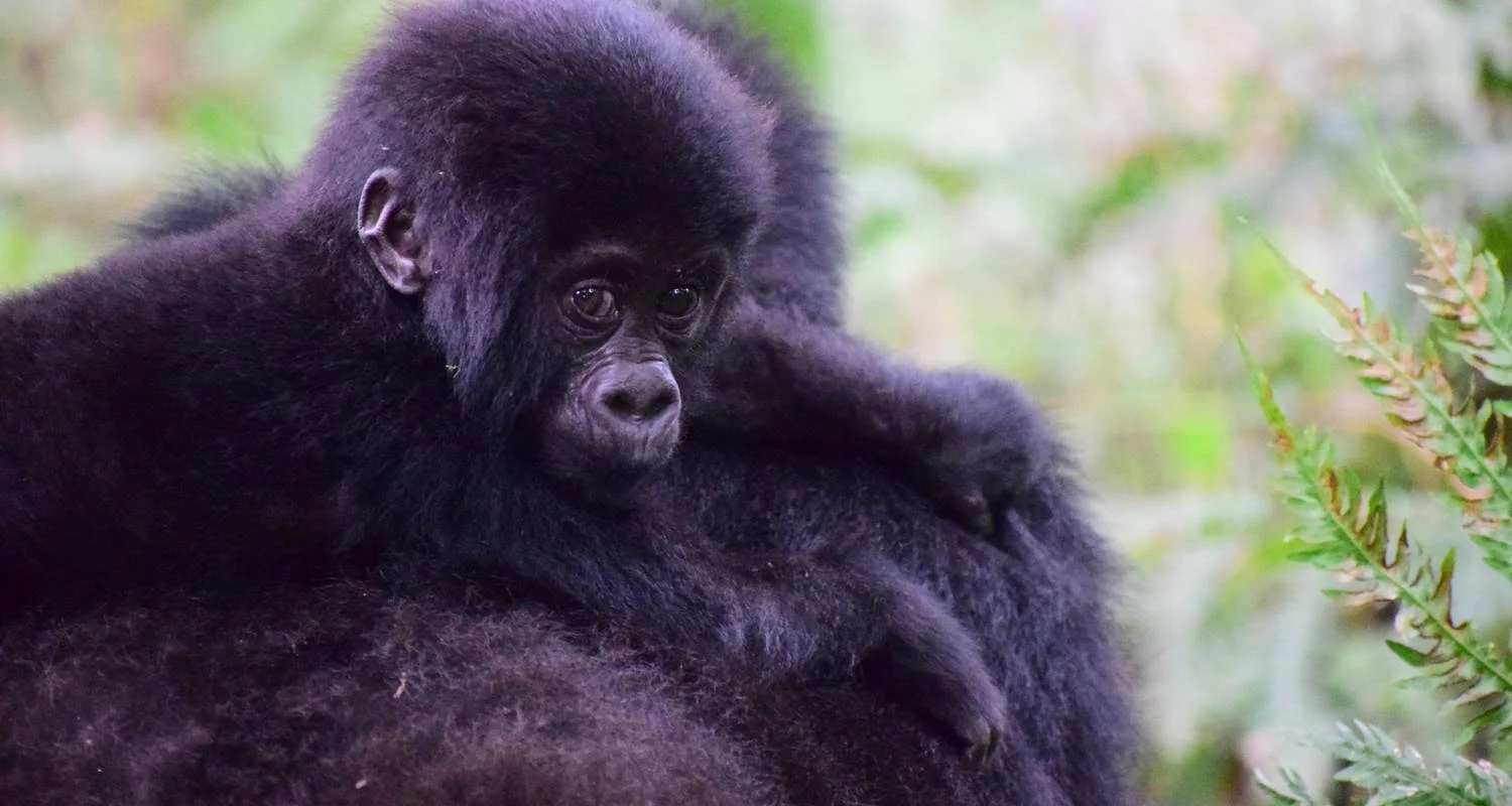 Explore 14-day Game Parks & Gorillas (Camping) for 14 days with Acacia Adventure Holidays and discover unforgettable experiences - Photo 2