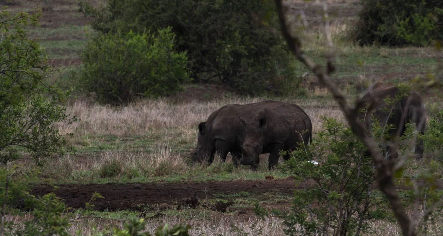 Explore 7-day Kruger & Matobo Rhino Encounter (Accommodated) for 7 days with Acacia Adventure Holidays and discover unforgettable experiences - Photo 2