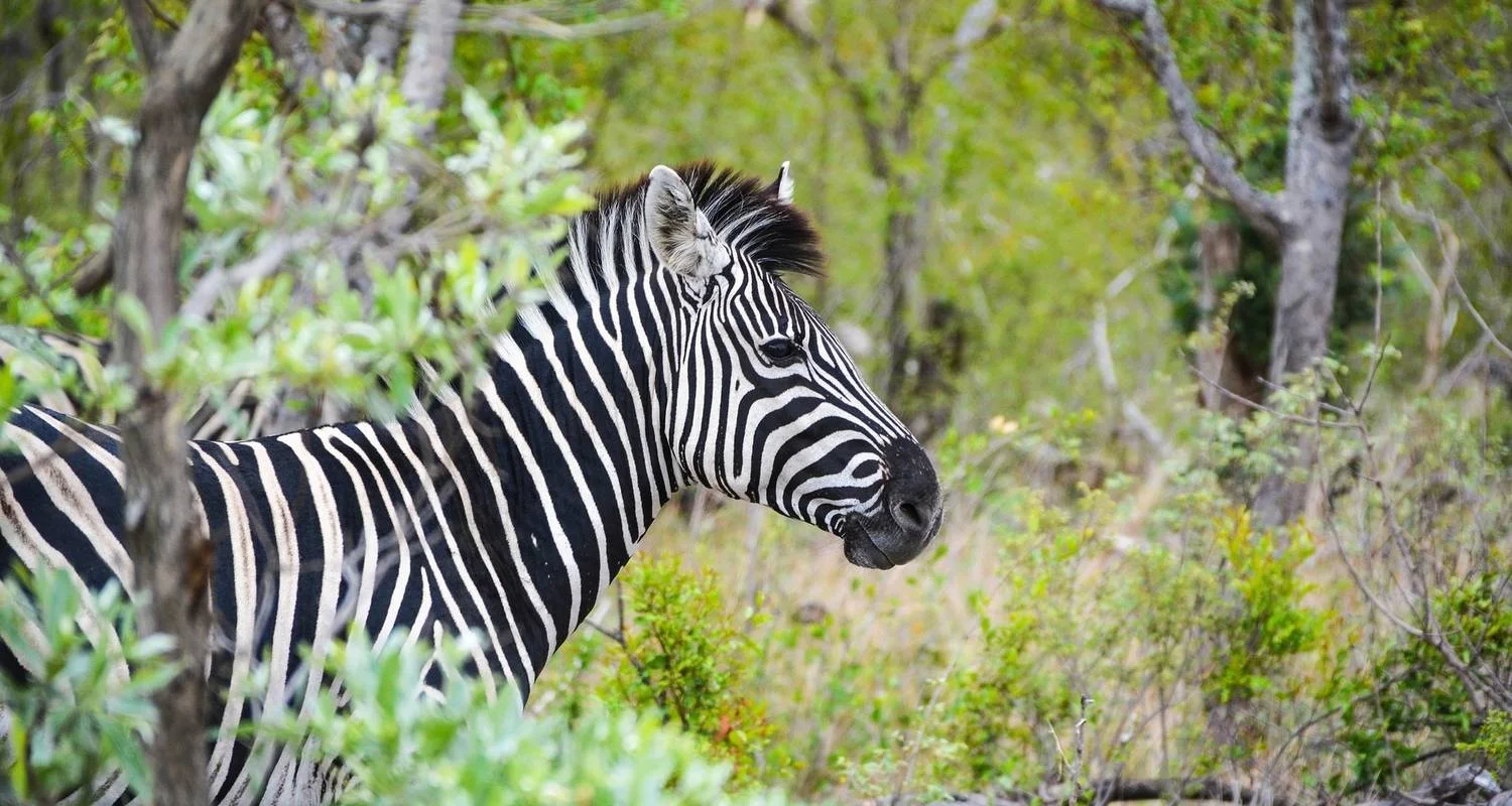 Explore 7-day Victoria Falls to Kruger (Accommodated) for 7 days with Acacia Adventure Holidays and discover unforgettable experiences - Photo 2