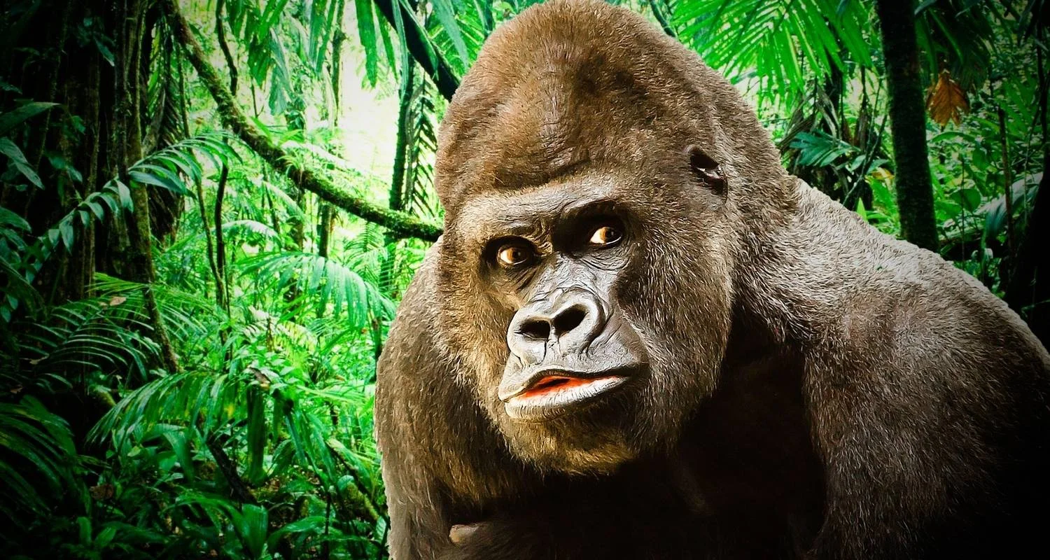Explore 28-day Game Parks, Gorillas & Zanzibar (Accommodated) for 28 days with Acacia Adventure Holidays and discover unforgettable experiences - Photo 2