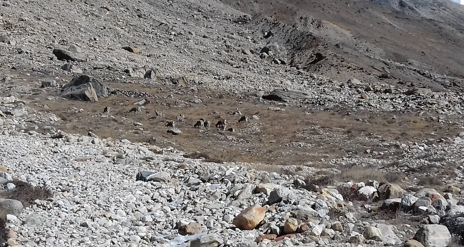 Explore Kanchenjunga Circuit Trekking for 24 days with Accessible Adventure Pvt. Ltd and discover unforgettable experiences - Photo 2