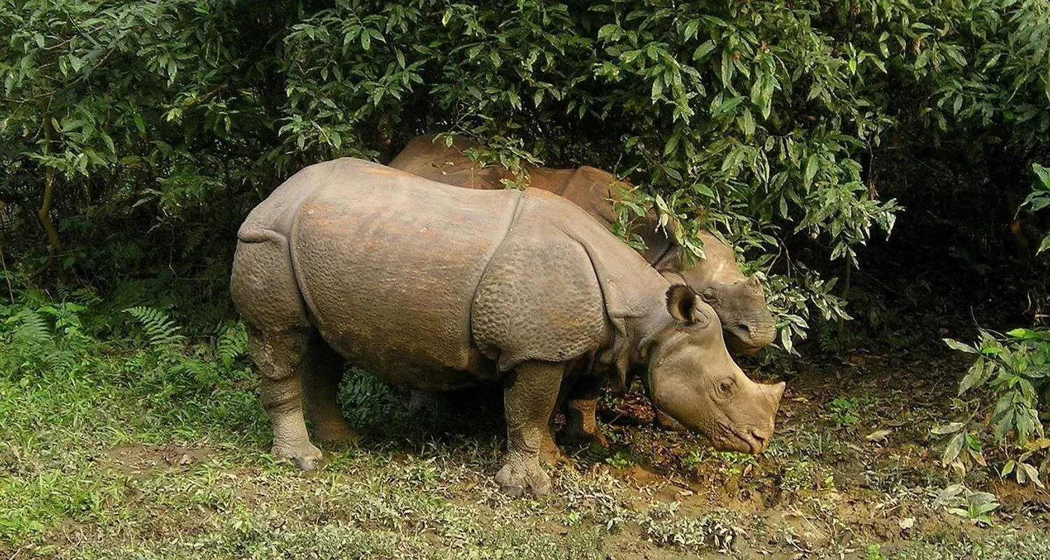 Explore Chitwan Jungle Safari - 3 Days for 3 days with Accessible Adventure Pvt. Ltd and discover unforgettable experiences - Photo 2