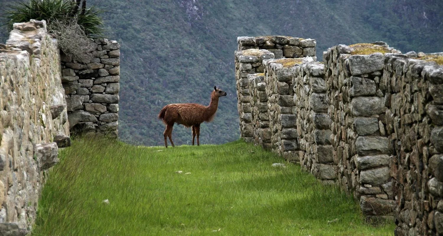 Explore Salkantay Via Inca Trail Trek 4 Days/3 Nights for 4 days with Action Peru Treks and discover unforgettable experiences - Photo 2