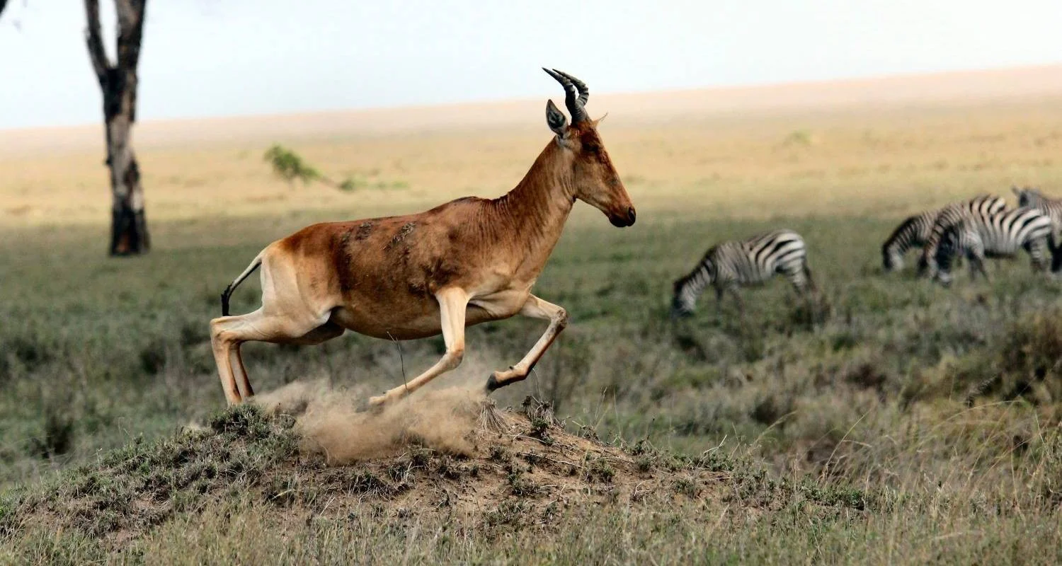 Explore Tanzania Golf & Safari Luxury Experience 10 Days/09 Nights for 10 days with Across Africa Tours & Travel and discover unforgettable experiences - Photo 2