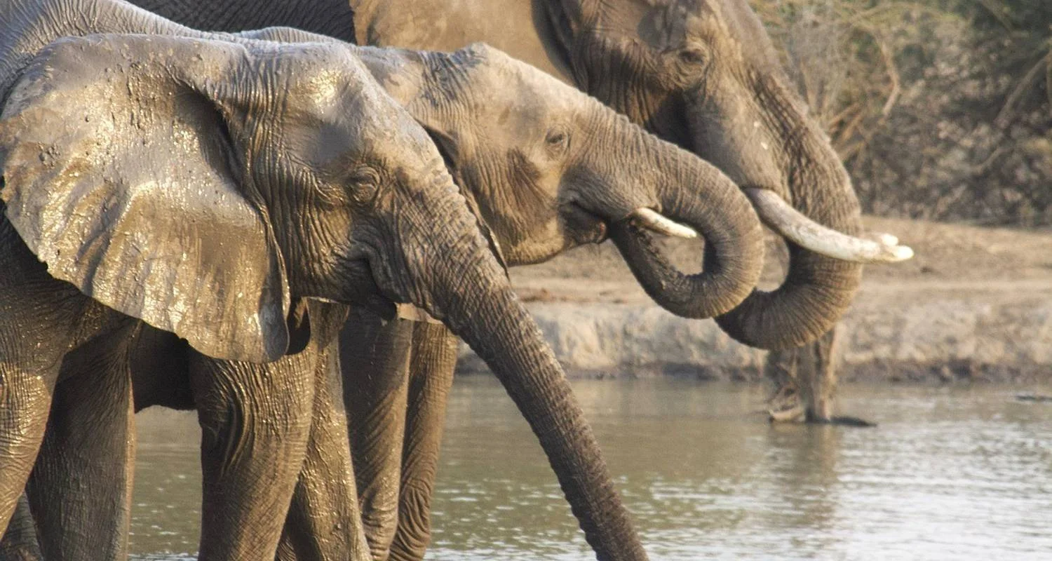 Explore Bird-Watching Adventure at Lochinvar National Park 3-Day for 3 days with Across Africa Tours & Travel and discover unforgettable experiences - Photo 2