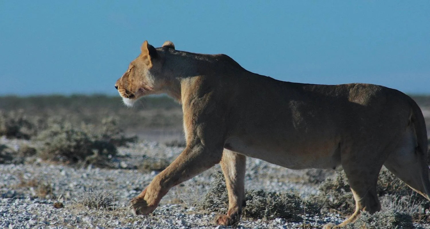 Explore Etosha Express Safari 3 Days / 2 Nights (Camping) for 3 days with Across Africa Tours & Travel and discover unforgettable experiences - Photo 2