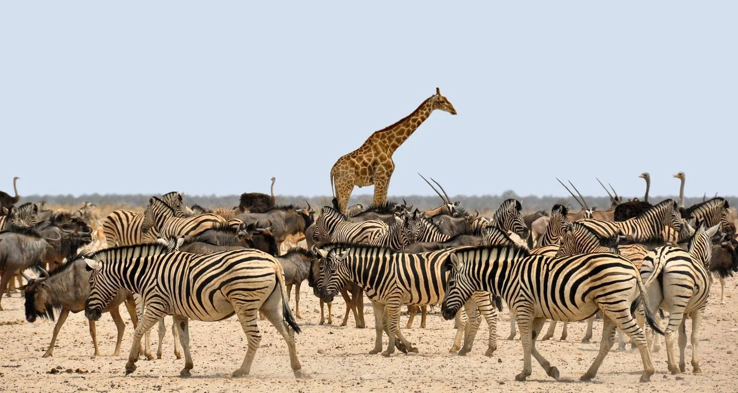Explore Etosha Express Safari 3 Days / 2 Nights for 3 days with Across Africa Tours & Travel and discover unforgettable experiences - Photo 2