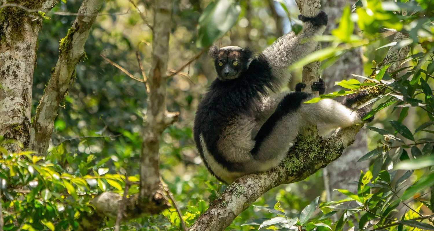 Explore Ranomafana National Park & Antisirabe Safari 5Days/4Nights for 5 days with Across Africa Tours & Travel and discover unforgettable experiences - Photo 2