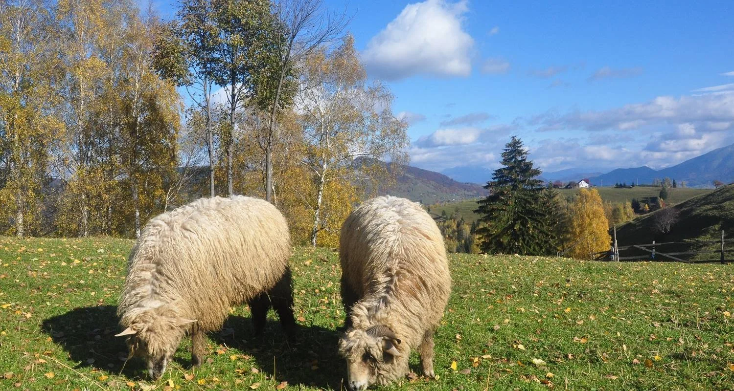 Explore Explore the Carpathians' Gate - self guided tour for 8 days with Active Travel and discover unforgettable experiences - Photo 2