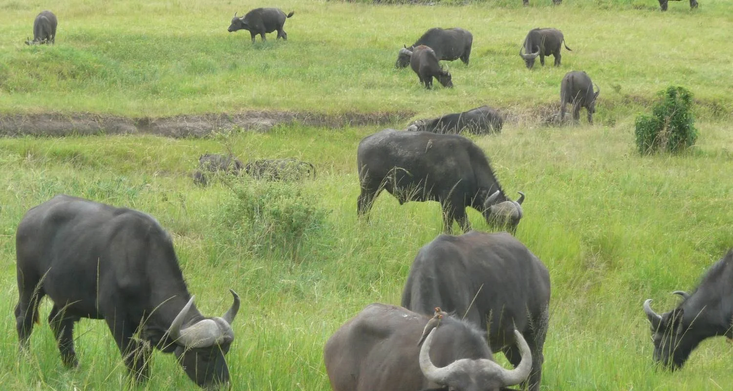 Explore 7 Days 6 Nights The Best of Kenya Adventure for 7 days with Across Africa Tours & Travel and discover unforgettable experiences - Photo 2