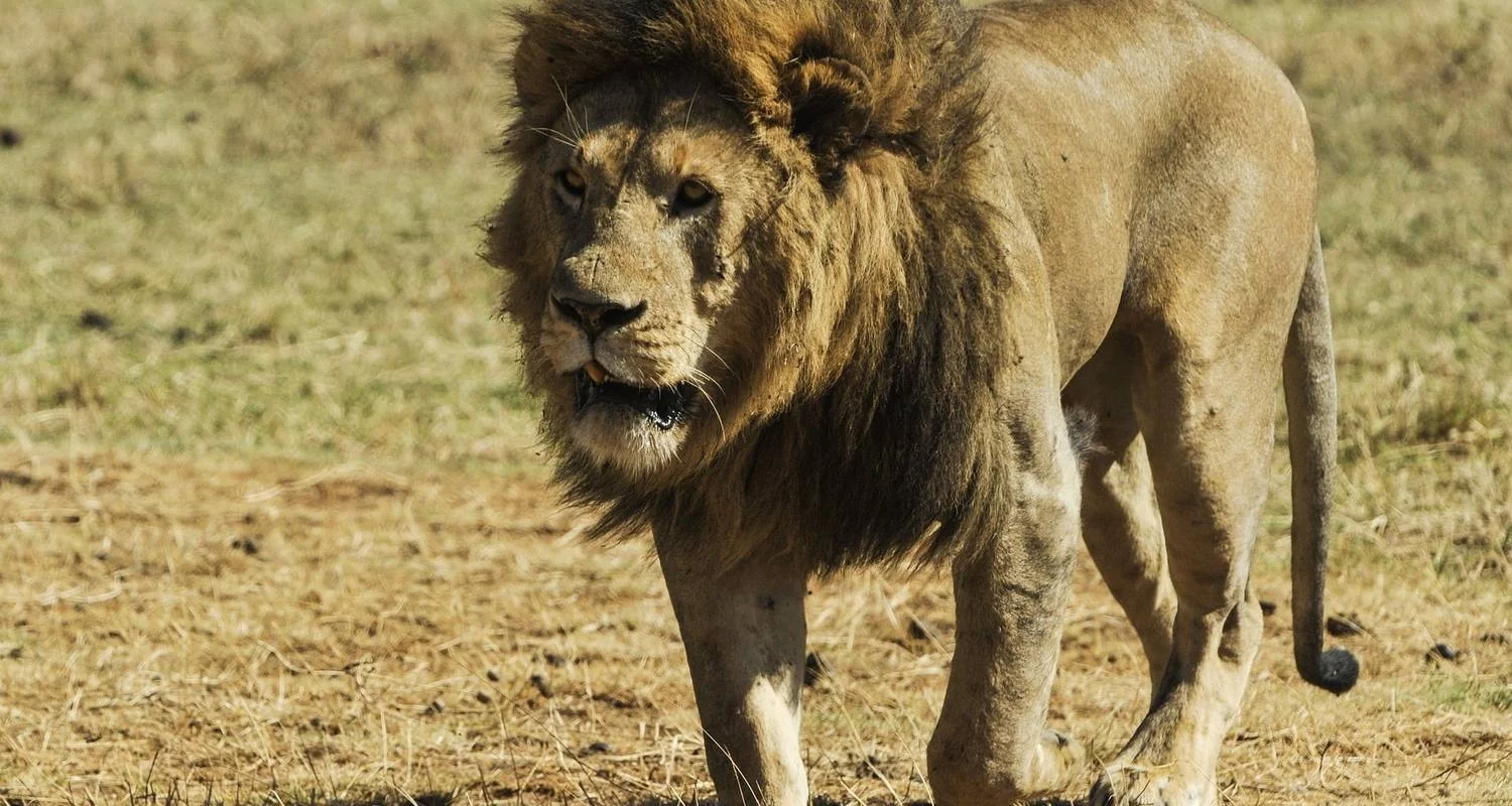 Explore 4Days/3Nights Serengeti, Ngorongoro & Lake Manyara for 4 days with Across Africa Tours & Travel and discover unforgettable experiences - Photo 2