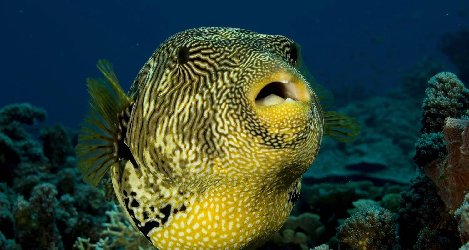 Explore Mozambique Discovery Adventure 7 Days /6 Night for 7 days with Across Africa Tours & Travel and discover unforgettable experiences - Photo 2